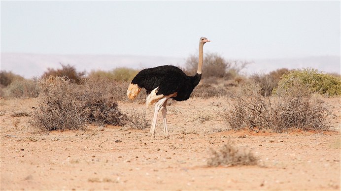 Высота африканского страуса