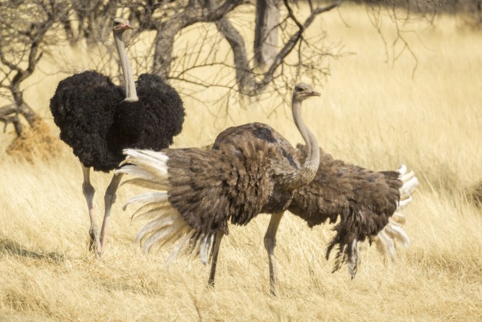 Африканский страус