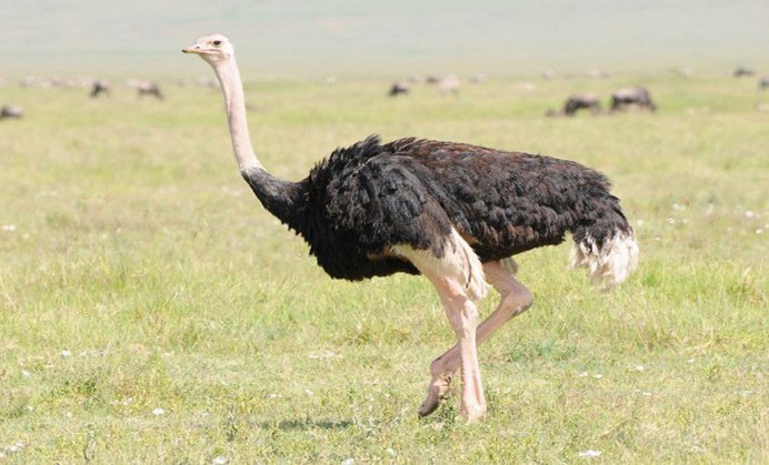 Отряд Страусообразные африканские Страусы