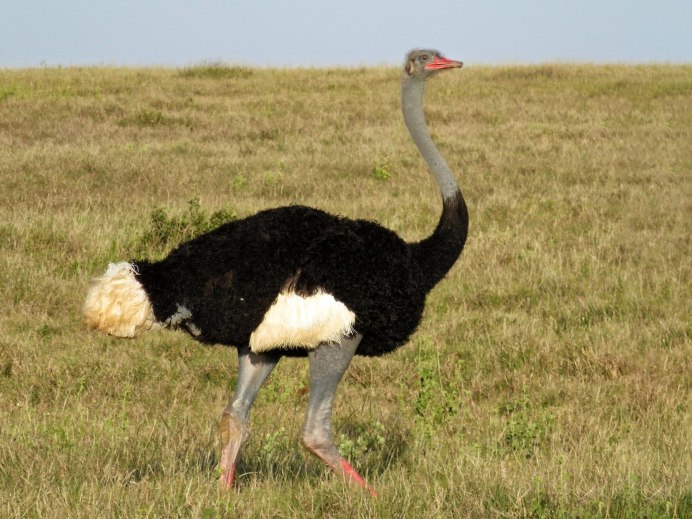 Африканские Страусы отряд представители