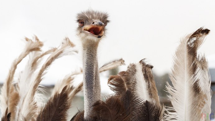 Черный Африканский страус