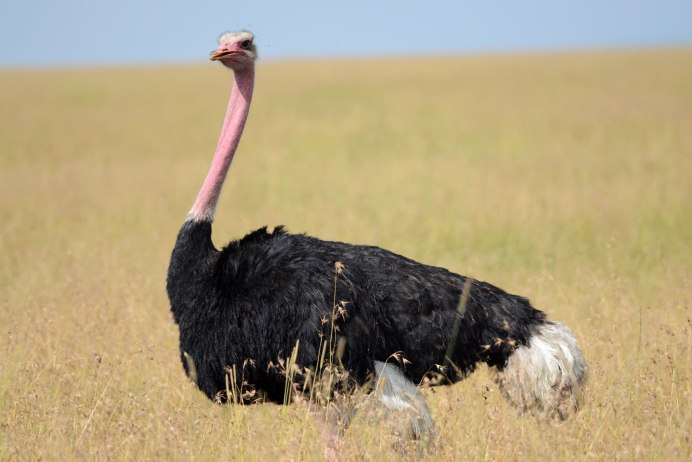 Страус страусиха страусенок