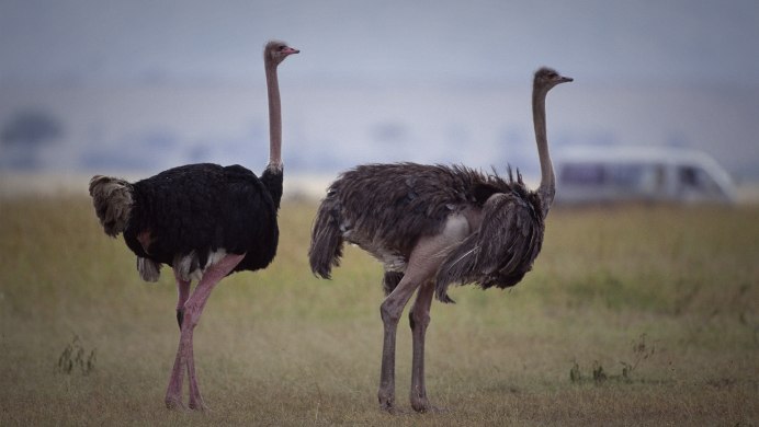 Страус эму птенцы