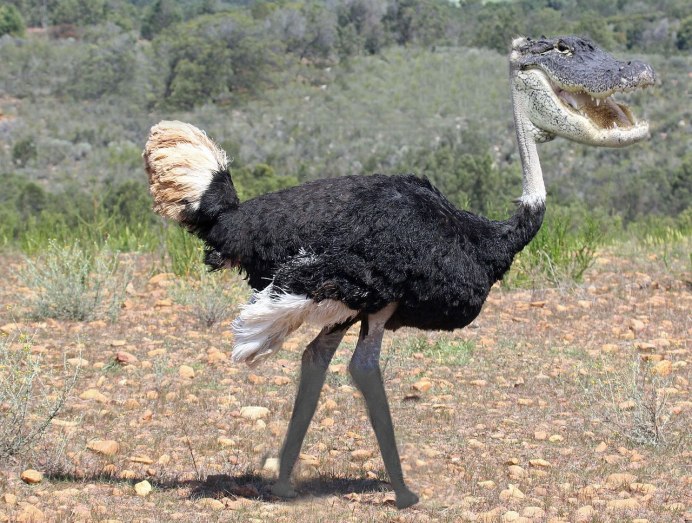 Страусы в дикой природе