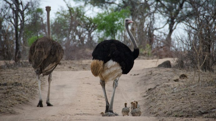Черный Африканский страус