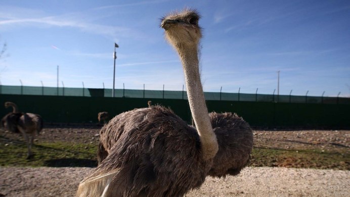 Эфиопия Страусы