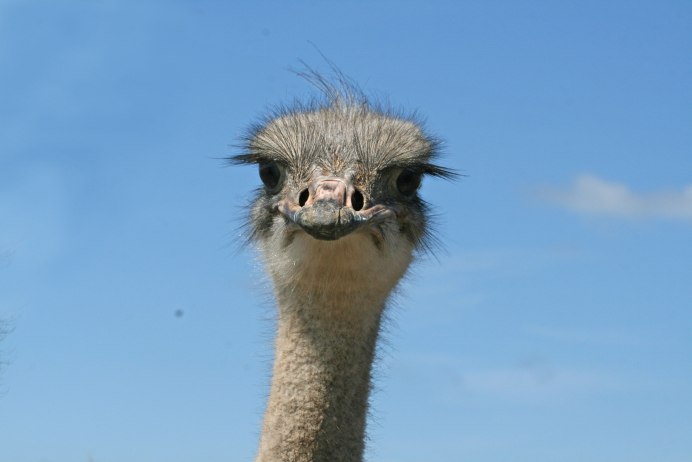 Африканский страус эму
