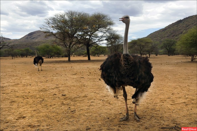 Эфиопия Страусы