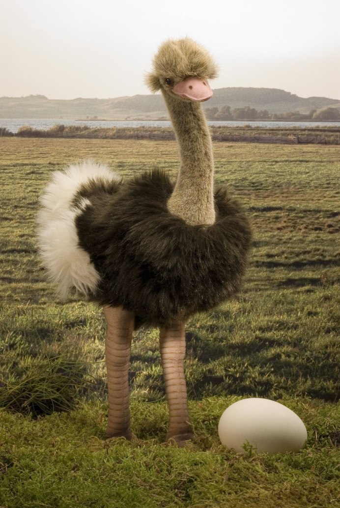 Savanna Ostrich