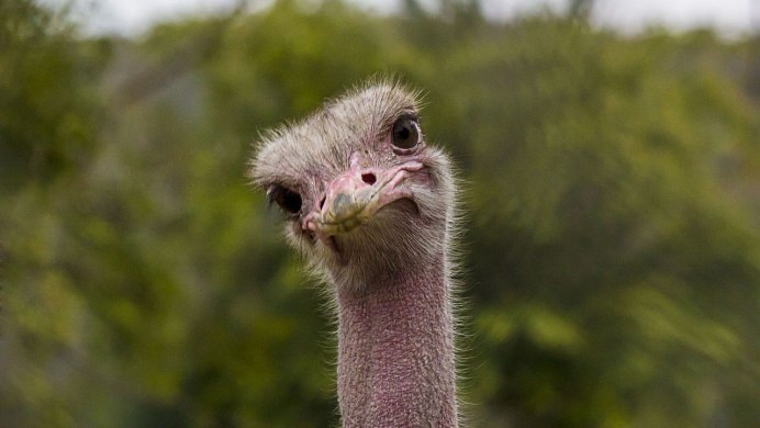 Страусиная ферма Оршанский