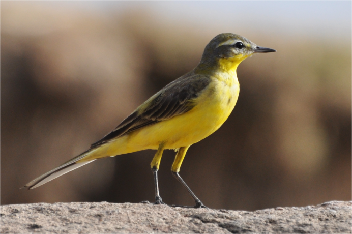 Птица Yellow Rumped Warbler
