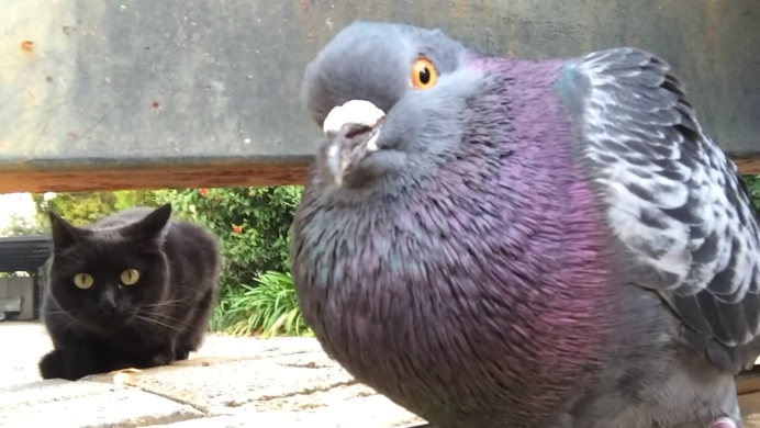Cat vs Pigeon