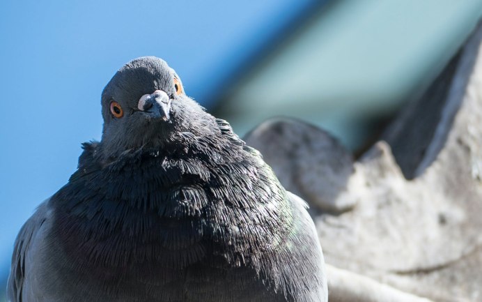Western crowned Pigeon