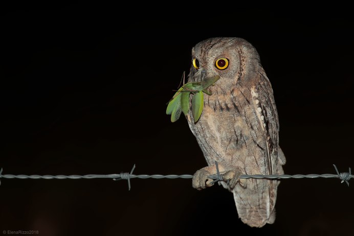 Восточная совка (Otus sunia)