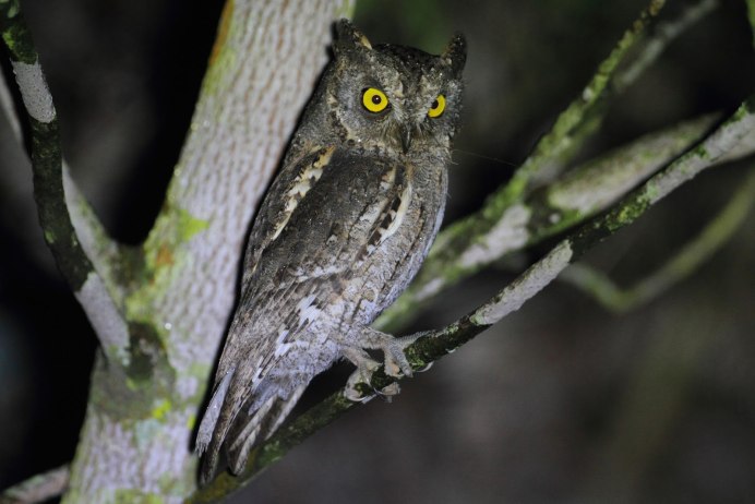 Otus mindorensis