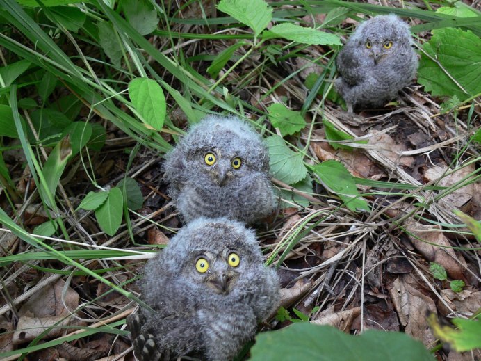 Otus brucei