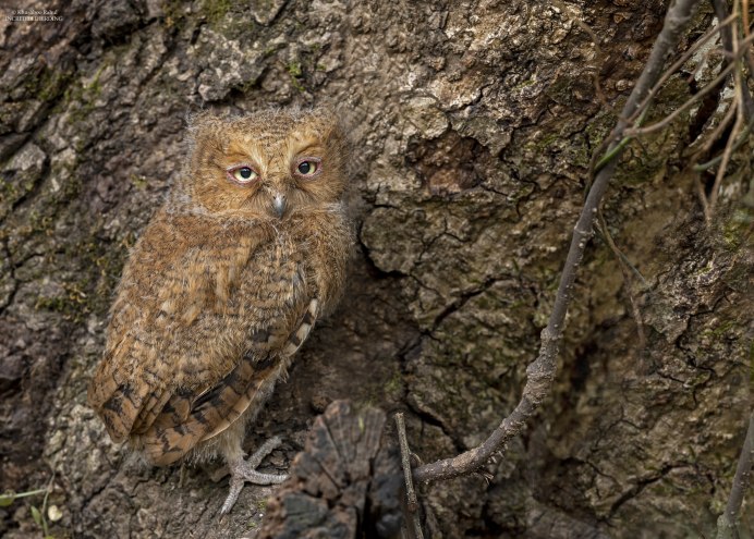Otus spilocephalus — пятнистая совка