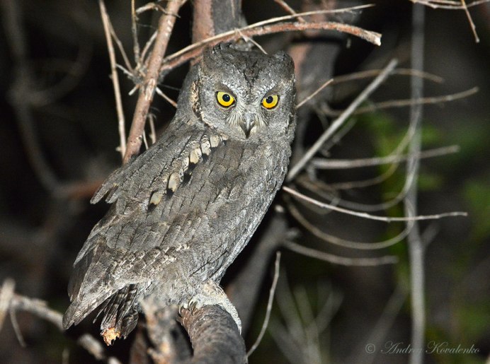 Otus Unity