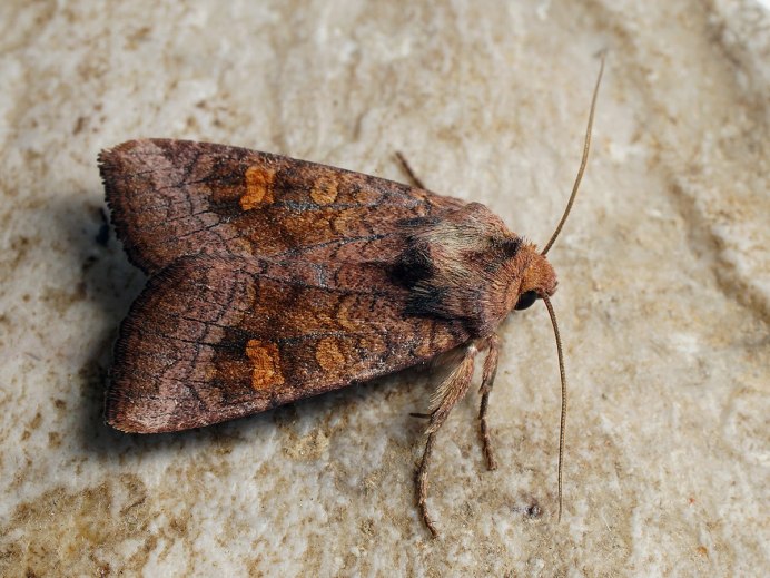Shargacucullia strigicosta