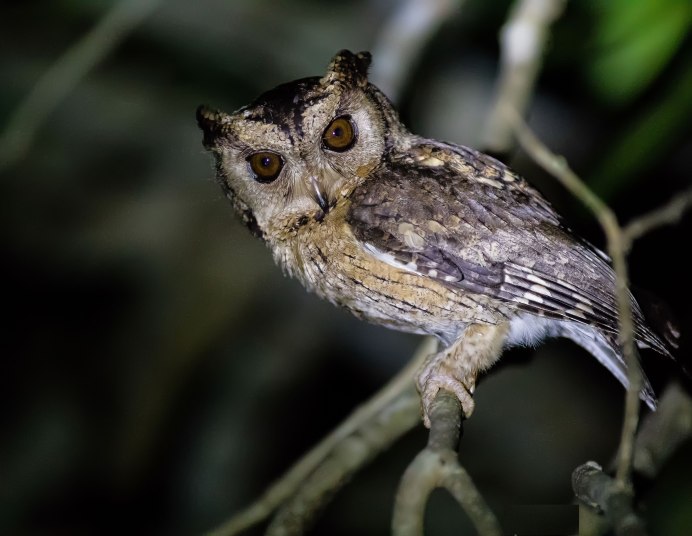 Ошейниковая совка Otus bakkamoena deserticolor