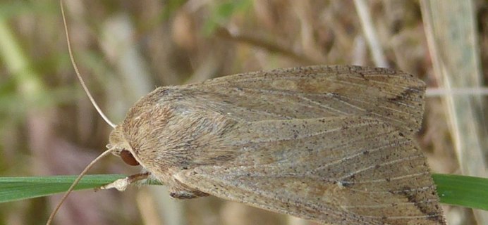 Otus bakkamoena