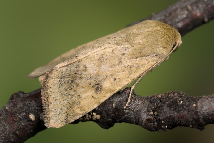 Гусеница Agrotis Clavis