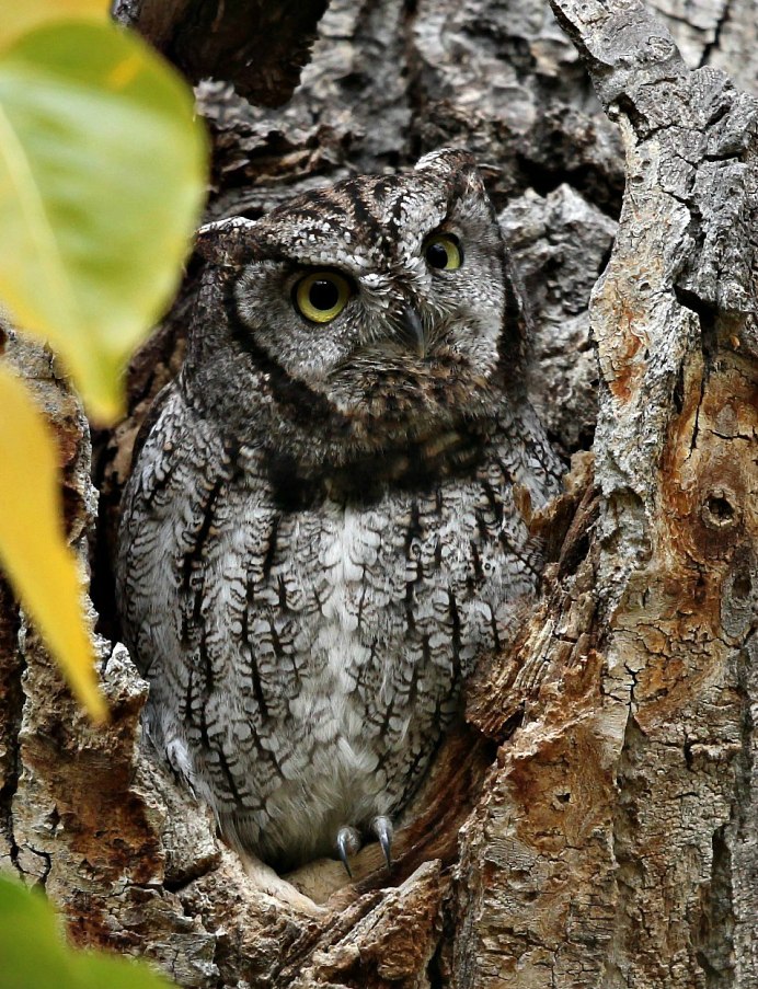 Восточная совка (Otus sunia)