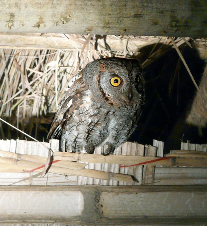 Otus bakkamoena