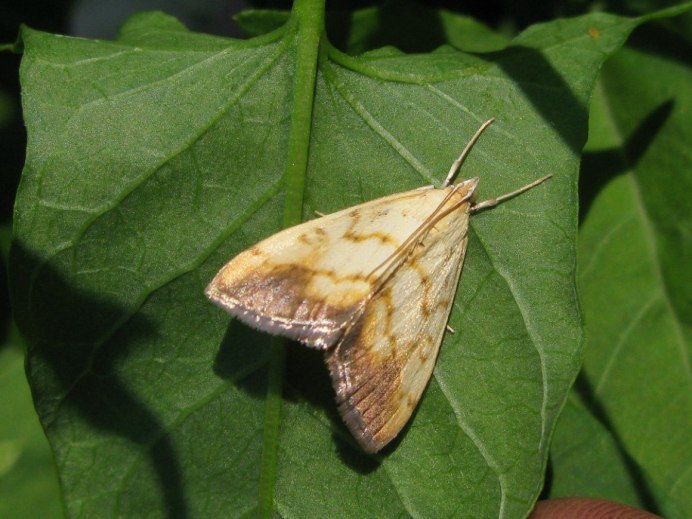 Гусеница Agrotis Clavis