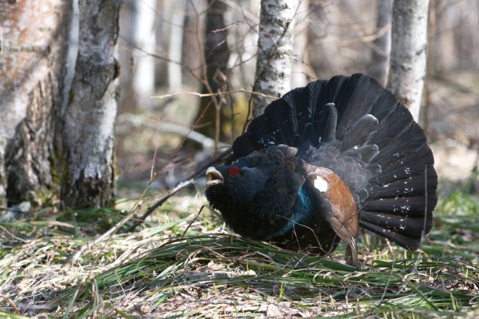 Глухарь (Tetrao urogallus)