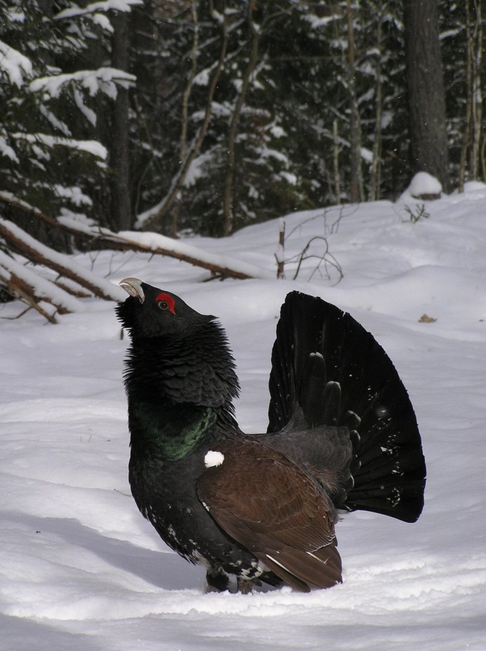 Lekking Capercaillie