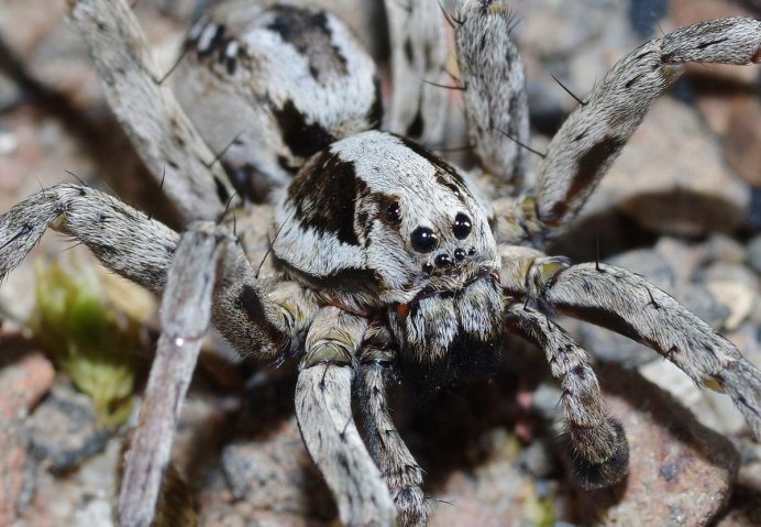 Avicularia versicolor