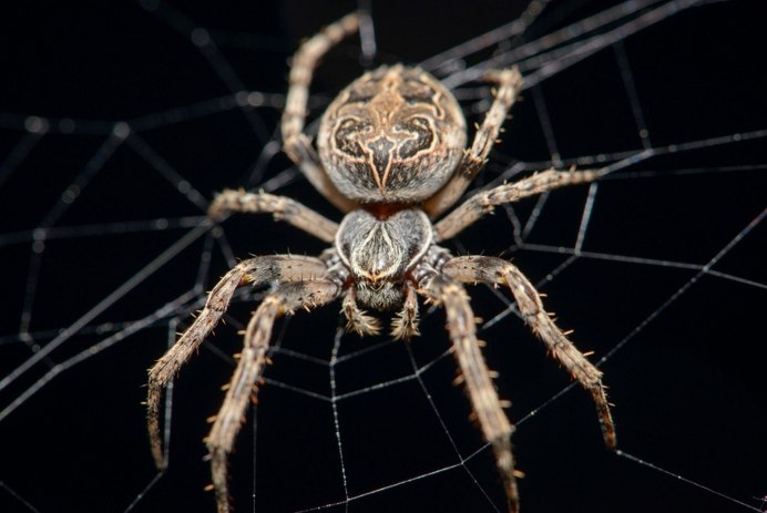 Паук Dinopidae spinosa