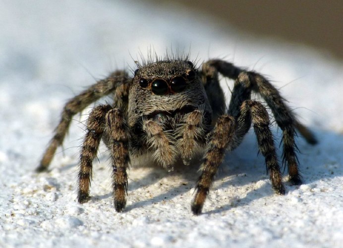 Araneus diadematus паук крестовик