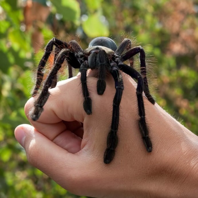 Araneus Quadratus Луговой крестовик