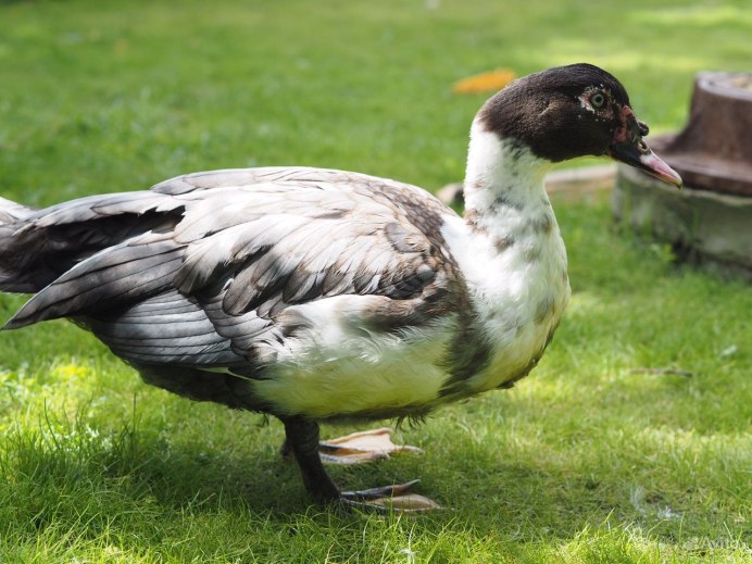 Мускусные утки альбиносы фото