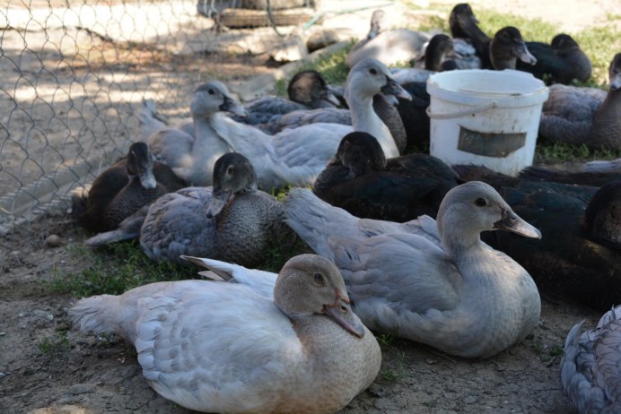 Индоутка мускусная