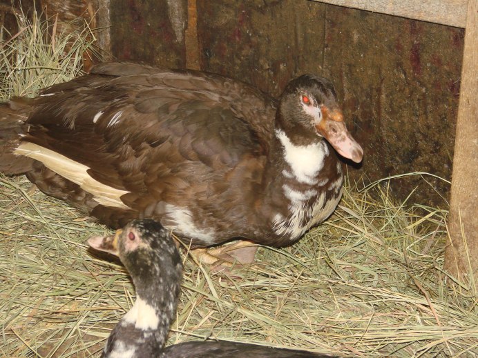 Индоутка мускусная