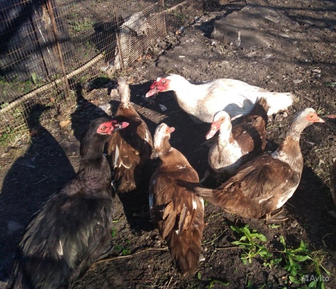 Индоутка мускусная селезень