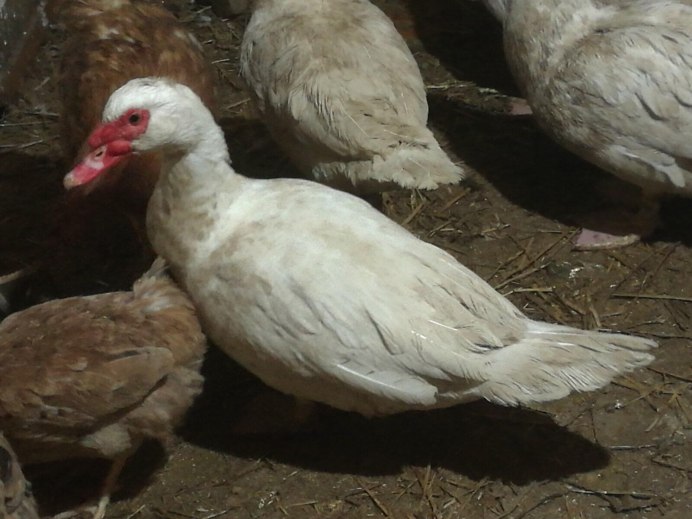 Мускусная утка и индоутка