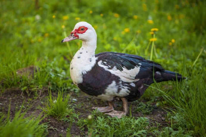 Индоутки мускусные утки