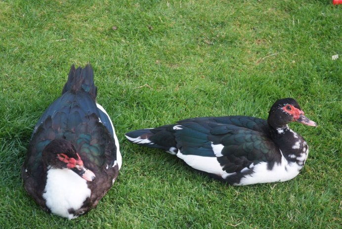 Индоутки мускусные утки