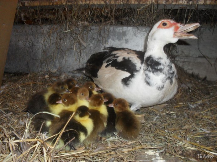 Мускусная белая индоутка