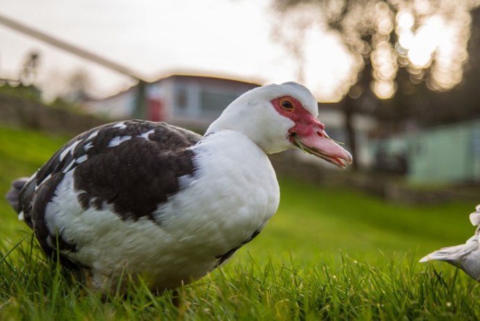 Самая большая индоутка порода