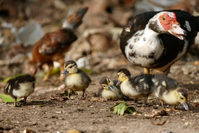 Индоутка мускусная