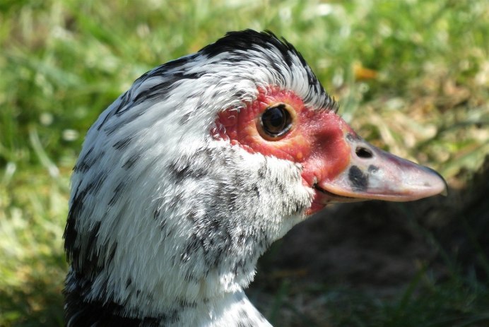 Мускусная утка инки