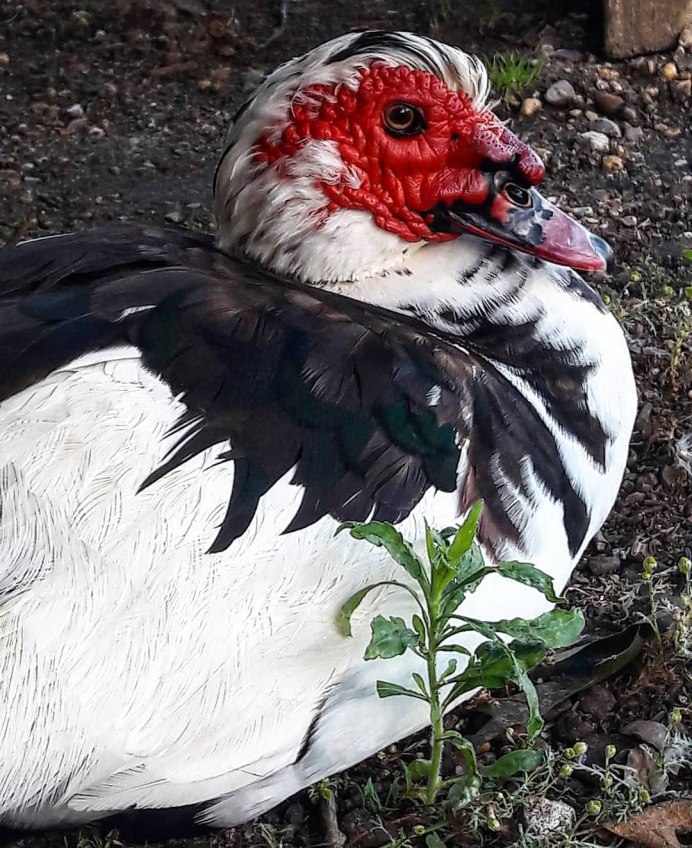 Индоутки серебро