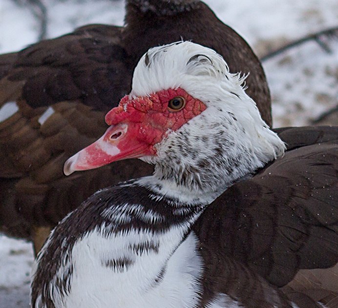 Мускусная белая индоутка