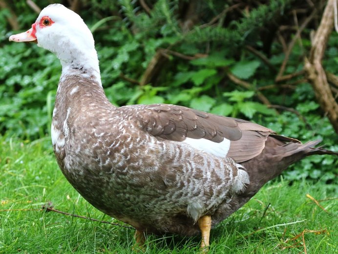 Индоутка зеленая