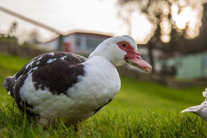 Индоутка шипун